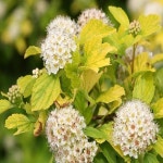 국수나무(엔젤골드)6치포트묘/묘목/H1576 : 카카호호1