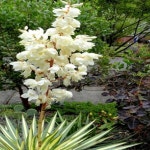 황금무늬유카/C2포트/야생화/모종/묘목/H1630 : 카카호호1