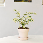 마이플랜트 무늬 벤자민 화이트 토분 받침세트 식재 개업 축하 승진 카페 사무실 선물화분 : 마이플랜트