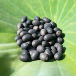 백련꽃 씨앗 연자육 연실 20알 청한농장 : 청한농장 은행식초