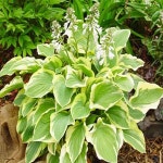 호스타(탬버린)포트묘/야생화/모종/묘목/H1642 : 카카호호1