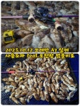 크레만 A7 에이세븐 베이트릴 쭈꾸미 갑오징어 광어 경량 릴 135g : 피싱파파