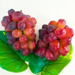 켐벨포도 캠벨 머루 거봉 포도 블랙사파이어 크림슨 어텀크리스피 샤인머스켓 세레단 : 파머스 프룻