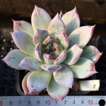 블랙사바스 771019   - 키우기 쉬운 다육식물 다육이 가드닝 반려식물 공기정화식물 인테리어 플랜테리어 정원식물 : 곰도리다육