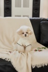 화이트선데이 jh : 화이트 선데이