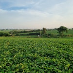 2025년산 수확·숙성 완료된 해남 꿀고구마 5kg 특상 선희네농장 김선희 : 해남고구마생산자협회