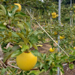 양구 시나노 골드 노란 황금 사과 5kg 강원도 맛있는 새콤 달콤 아침 사과 선물세트 : 양구 금호사과농장
