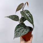 파이퍼 크로카텀 포피로필럼 세트 : 소에르