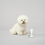 두잇 강아지 고양이 스마일 덴탈 브러쉬 칫솔 치약 : duit