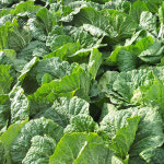 김장 밀키트 27kg (절임배추 20kg+양념 7kg) 김치키트 김장담기 : 효원농장