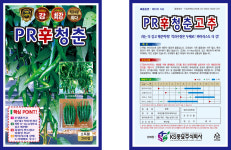 PR 신 청춘 고추 200립 KS종묘 2만원이상 구매시  무료배송 : 씨 뿌리는 농부들