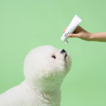 두잇 강아지 고양이 스마일 덴탈 브러쉬 칫솔 치약 : duit