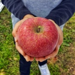 [GAP인증] 믿고 먹는 거창 사과 부사 선물용 가정용 못난이 흠집사과 10kg : 해따옴농장