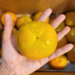 2025 햇 태추단감 배단감 진영 차량 서촌 부유 청도반시 홍시 연시 대봉감 : 과일브릿지