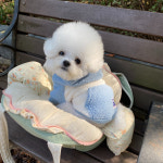 강아지옷 뽀글이 후드 후리스 하네스옷s : 더행복하개