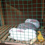 야외 보호 철조망 울타리 꿩망 닭장 토끼 사슴 가축 농장 메쉬 펜스 10M/20M/30M : 호 크 마