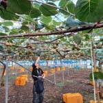 농장직송 제주 레드키위 홍다래 1kg 3kg 5kg : 제주선돌농장