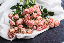 (빅이벤트) 로즈피아 자나 장미 꽃많은 신선한 오래보는 생화 10대 29송이이상 농장 직송 : 주식회사 로즈피아