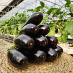 광주광역시 유미팜 산지직송 유럽종 초록꼭지 팽팽이가지 1kg,2kg : 유미팜 가지농장