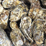 통영 제철 프리미엄세척 굴구이용 석화 입망 석화 굴구이3kg : 바다의 아들