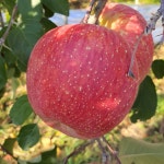 문경사과 부사 꿀사과 5kg : 두리봉꿀사과