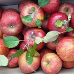 강원도 정선 명품 사과선물세트 5kg(14과내) 선물용 제수용 부사 햇사과 : 싱싱마루