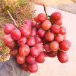 프리미엄 고당도 레드 샤인머스켓 마이하트포도 20 Brix 이상 명품 고급 선물 마이하트 : 더해빙컴퍼니