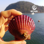 통영 비단 홍가리비 손세척 선별 제철 1kg : 바다 식탁