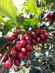 [ 상상커피랩 ] Nicaragua (니카라과)  200g : 상상커피랩