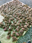 강릉단오마 자색단오마 단오마 자색마 마 위에좋은 농산물 : 고집불통농장