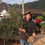 슈퍼매실나무묘목 4년생 결실주 홍매실나무 분묘 : 한밭농원