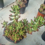 [수암다육] 루비틴트 단품 Sedum Ruby Tint 다육 아프리카식물 다육식물 수입다육 플랜테리어 : 수암다육농장