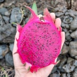 7월20 순차발송 동네 한바퀴, 대장이 반찬 제주부영농원-무농약 친환경레드용과  소과3kg, 특대과2kg 직판 국산 적용과 홍용과 : 제주부영농원