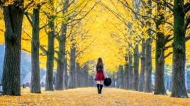 [금정출발] [단체여행] [남이섬] [버스여행] 우린 남이 아니야 남이섬 여행! : 아신투어