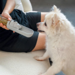 펫투데이 슬라이드 댕시락 강아지 산책 여행 사료통 간식통 4 in 1 : 펫투데이