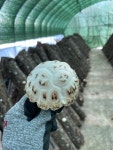 [국산 참나무재배] 건 표고버섯 100g 건 목이버섯 버섯가루 흰목이버섯 버섯분말 : NATURES FARM