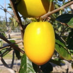 감나무 묘목 봉황단감 고품질 완전단감 : 충청농원