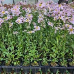 야생화/구절초(분홍)포트묘(10개묶음)모종/묘목/H1696 : 카카호호1