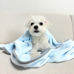 베리앤펫 반려동물 뽀송 드라이 타올 대형 강아지 고양이 극세사 펫 목욕 타올 수건 : 스토어베리