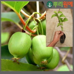 일세다래 2년생 포트 2개 L27 : 뿌리원예