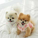 강아지할머니조끼 고양이 강아지 실내 김장 후리스 조끼 : 옹설