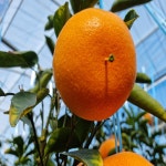 제주천혜향 3kg 5kg 10kg : 제주장용팜