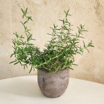 클리핑로즈마리 꽃피는 크리핑로즈마리 키우기 중대형모종 : 디어그린