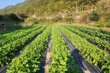 친환경생알타리 고랭지노지재배 : 참바른로컬푸드