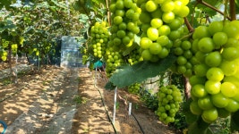 둘이농장 껍질째 먹는 샤인머스켓 포도 2kg 4kg : 둘이샤인농장