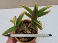 덴드로비움 칼라패션 .석곡.신상품.고급종.잎무늬.인기상품. : 꽃천지