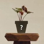 싱고니움 핑크 쥬얼리 - 맞춤분갈이 공기정화식물 승진선물 플랜테리어 승진화분 화초 : 풀잎 스토어