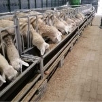 가축먹이통 여물통 염소먹이통 축사 컨베이어 벨트 : B-bay