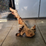 사진나무그대로258투톤유목,약30cm : 수족관남국상사