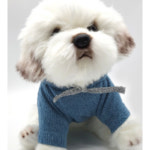 애견 펫 국내산 원단 의류 하프 골지 후드 티셔츠 귀여운 디자인 : HERCHA MALL